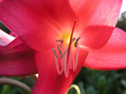 Crinum Lily Sunbonnet Small-Size Bulb New Largest Bulb We Sell Wow
