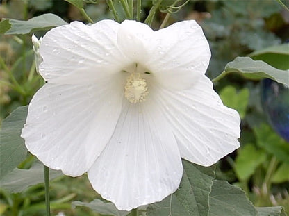 White Swamp Rose Mallow All White Wild Hibiscus Flower Seeds