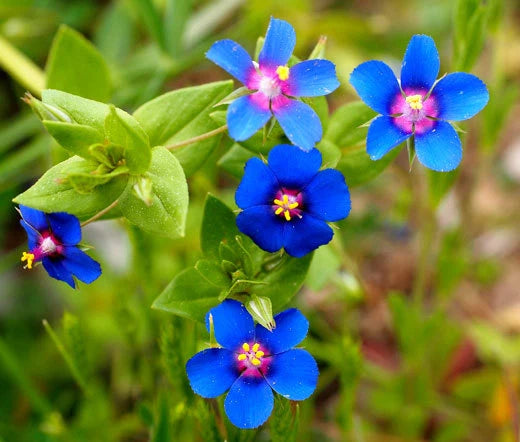 Pimpernel Anagallis Monelli – Blue Garden Flower Seeds