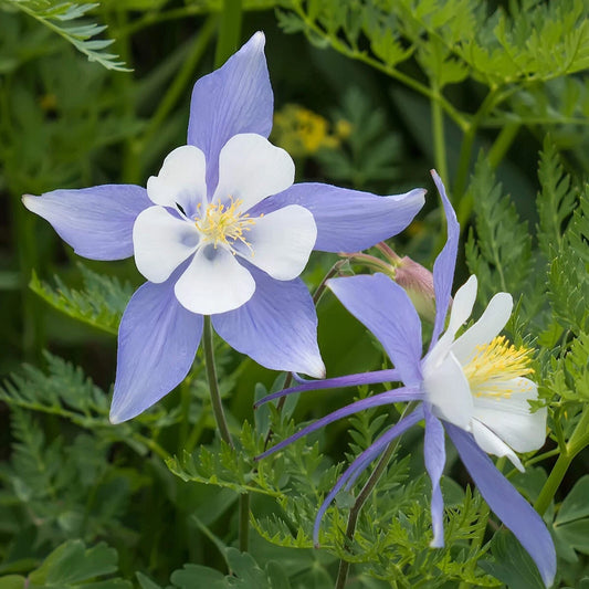 Blue Rocky Mountain Columbine – Hardy Wildflower Seeds