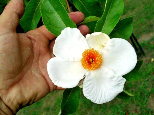 Franklin Tree Franklinia Alatamaha Hardy Ornamental Tree Seeds