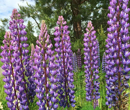 Lupine Lupinus Perennis – Blue Perennial Flower Seeds
