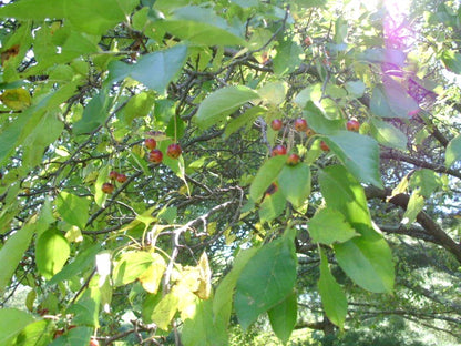 Silver Moon Crab Apple Malus – Flowering Fruit Tree Seeds