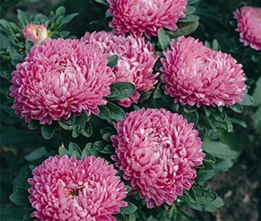 Aster Milady Rose Callistephus Chinensis – Colorful Garden Flower Seeds