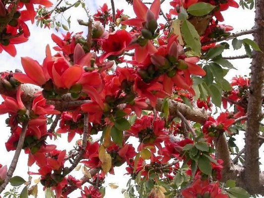 Bombax Ceiba Tree Edible Fruit Kopak Red Silk Cotton Seeds Flower Seeds for Home and Garden