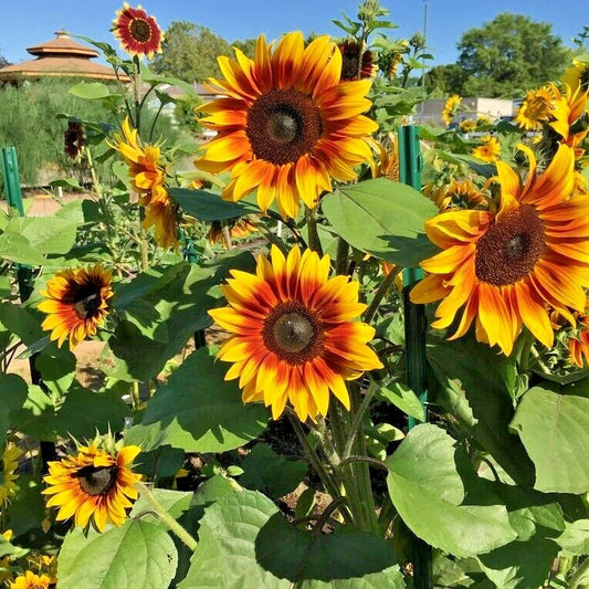Firecracker Sunflower Helianthus Annuus Hardy Garden Flower Seeds