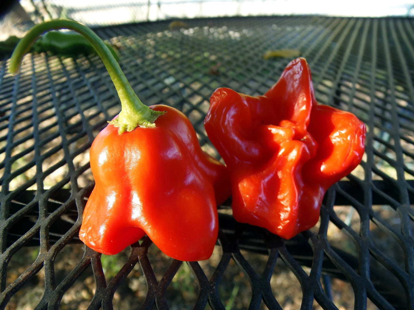 Cambuci Pepper – Spicy Vegetable Garden Seeds