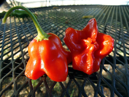 Cambuci Pepper – Spicy Vegetable Garden Seeds