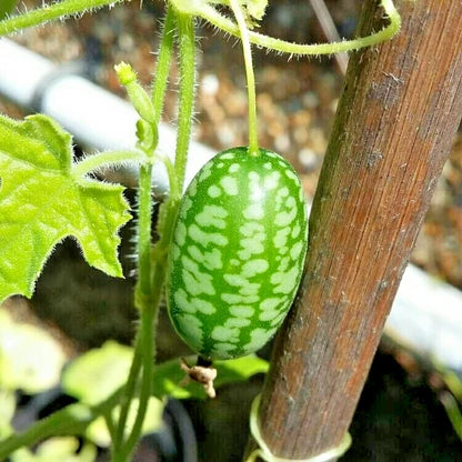 Mexican Sour Cucumber Melothria Scabra – Vegetable Seeds