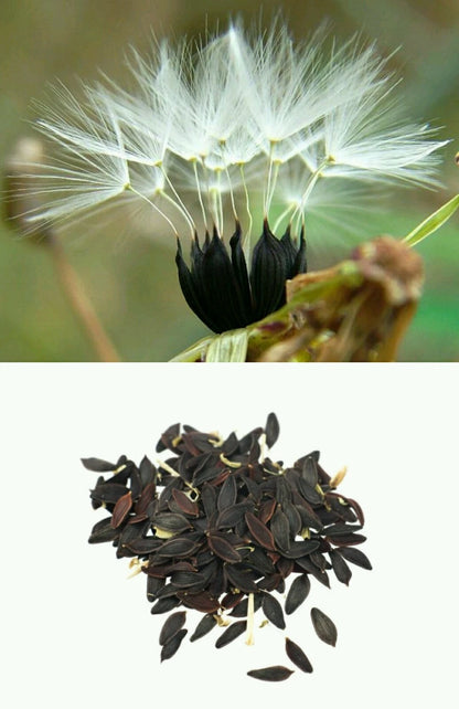 Wild Lettuce Lactuca Virosa – Hardy Herb Garden Seeds