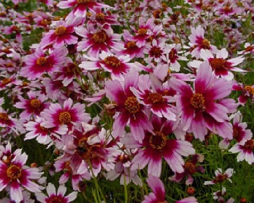 Coreopsis Flower Seeds – Annual Flower Seeds for Planting