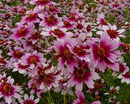 Coreopsis Flower Seeds – Annual Flower Seeds for Planting