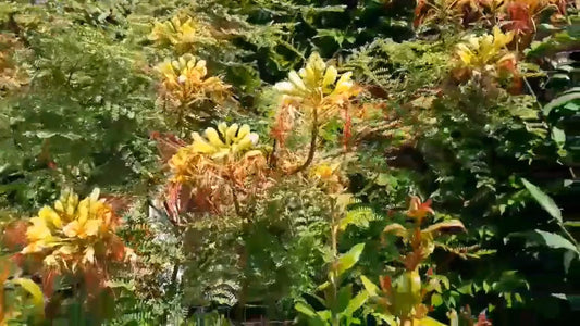 Caesalpinia Gilliesii – Yellow Bird of Paradise Shrub Seeds