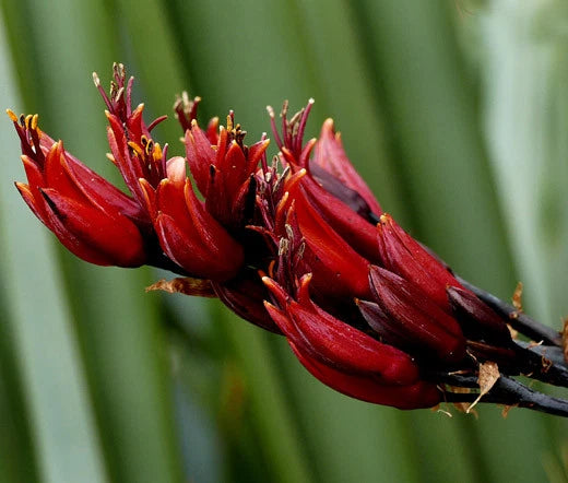 Phormium Tenax – New Zealand Flax Hybrid Garden Seeds
