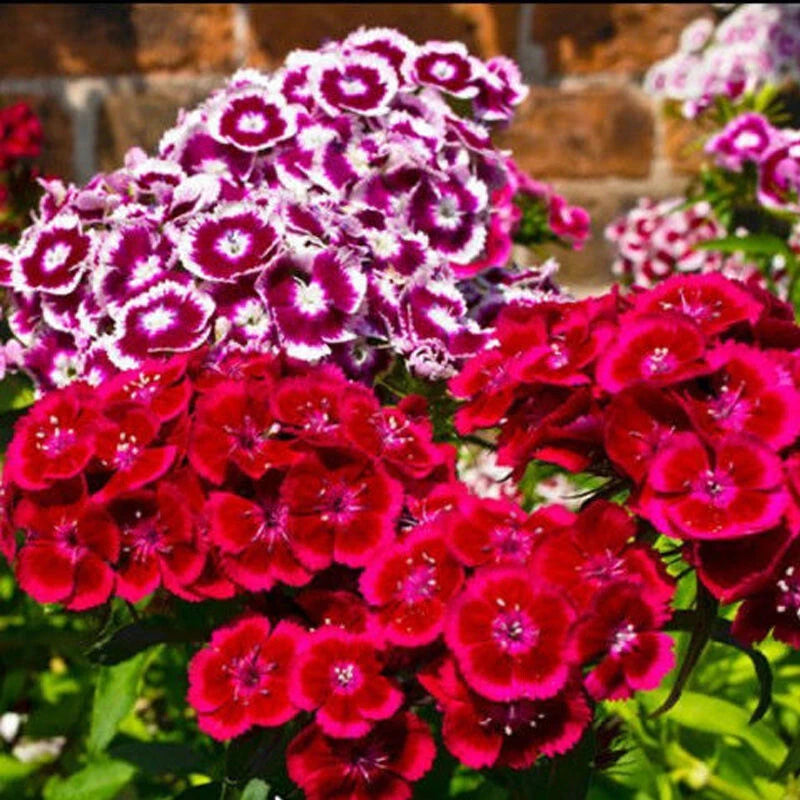Dianthus Chinensis Dwarf Double Flower Garden Seeds