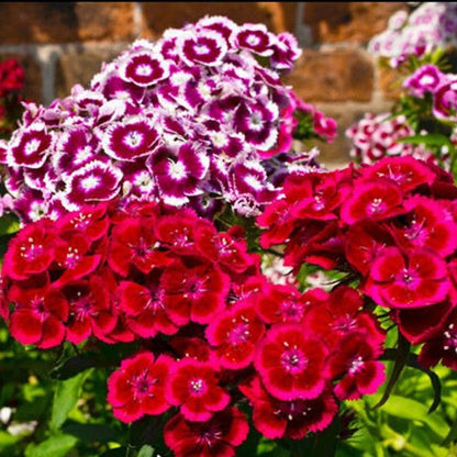 Dianthus Chinensis Dwarf Double Flower Garden Seeds
