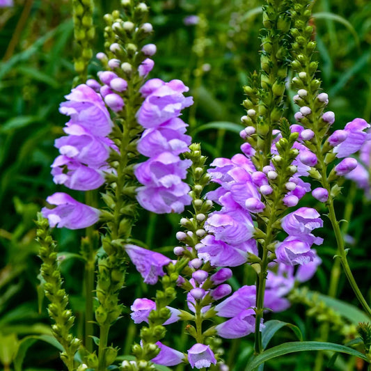 Obedient Plant Physostegia Virginiana – Colorful Wildflower Garden Seeds