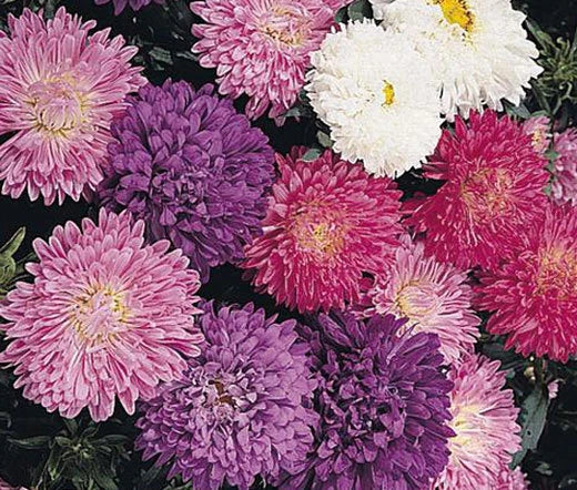 Aster Milady Callistephus Chinensis – Mixed Color Garden Flower Seeds