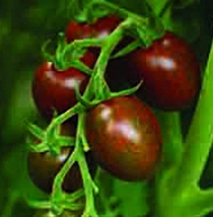 Chocolate Sprinkles Tomato Cherry Vegetable Garden Seeds