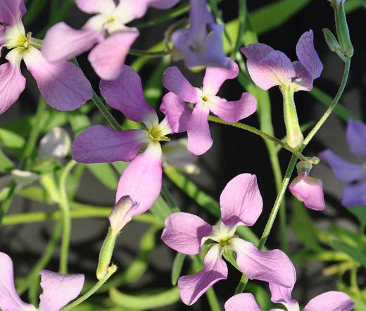 Night Scented Stock Matthiola Bicornis – Fragrant Flower Seeds