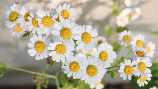 Chamomile Flower Seed Matricaria Chamomilla Perennial Flower Seeds
