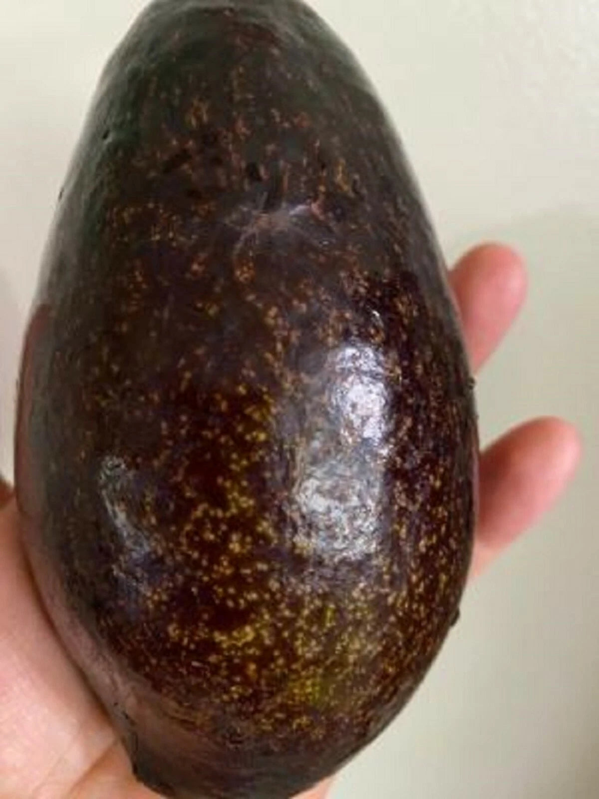 Blas Avocado Black Avocado Fruit Tree Seeds