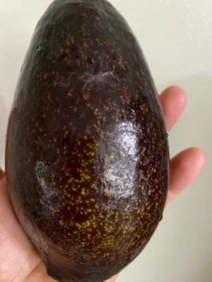 Blas Avocado Black Avocado Fruit Tree Seeds