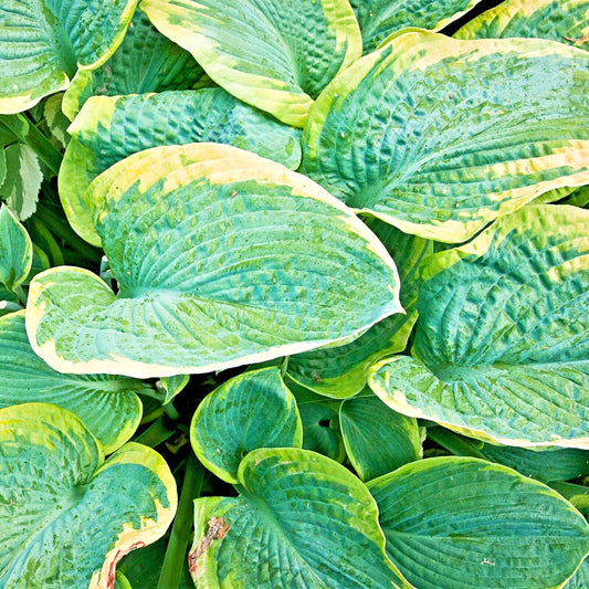 Christmas Tree Hosta Perennial Shade Tolerant Garden Flower Seeds