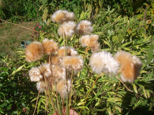 Tawny Cotton Grass Eriophorum Virginicum – Ornamental Grass Seeds