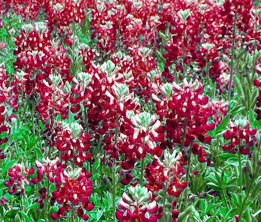 Texas Bluebonnet Lupinus Texensis – Maroon Red Flower Seeds