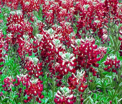 Texas Bluebonnet Lupinus Texensis – Maroon Red Flower Seeds