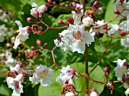 Purple Leaf Catalpa Catalpa X Erubescens Ornamental Tree Seeds