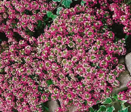 Alyssum Rosie Oday Lobularia Maritima – Fragrant Garden Flower Seeds