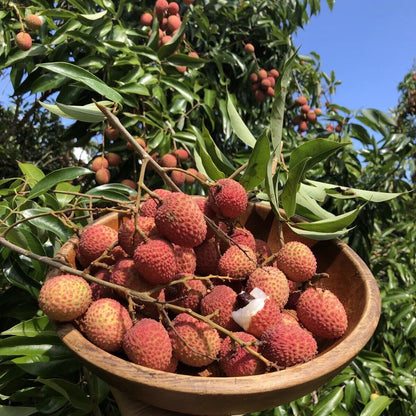 Mauritius Lychee Seeds – Heirloom, Non-GMO, Sweet Tropical Fruit Variety for Planting