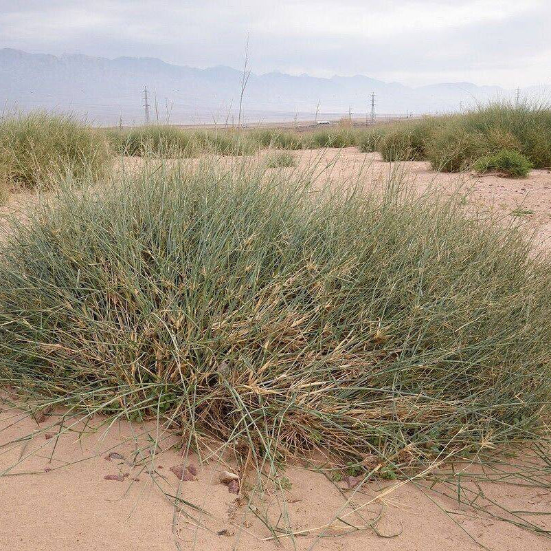 Panicum Turgidum Seeds, Taman Grass Afezu/Tuman/Thaman Drought-Tolerant Desert Grass Seeds