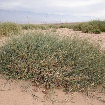 Panicum Turgidum Seeds, Taman Grass Afezu/Tuman/Thaman Drought-Tolerant Desert Grass Seeds