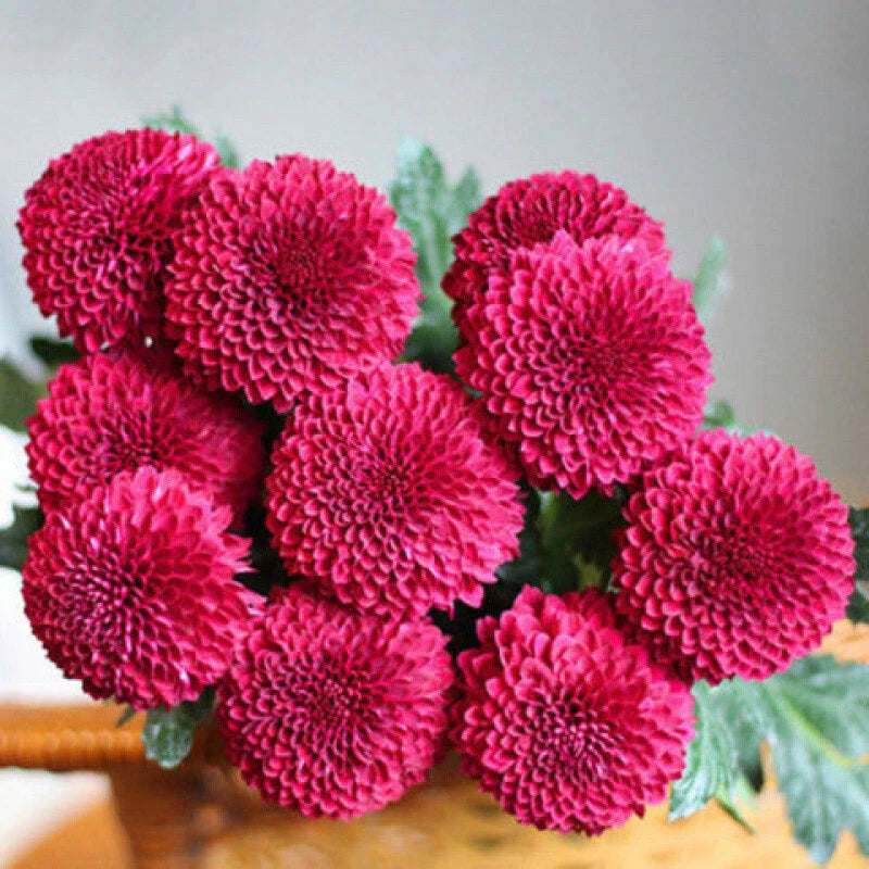 Dahlia pinnata Pompon Mix - Flower Seeds