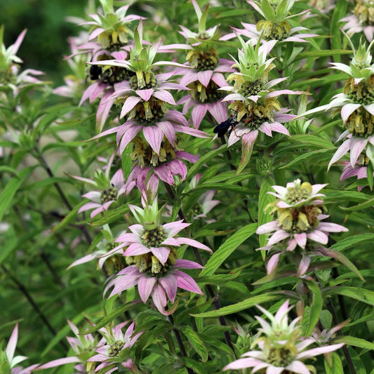 Spotted Bee Balm Monarda Didyma – Colorful Wildflower Garden Seeds