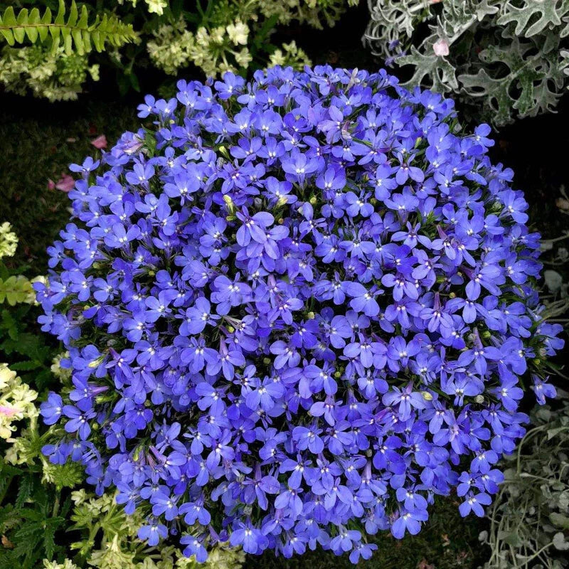Magenta Blue Lobelia Regatta Lobelia Erinus – Garden Flower Seeds