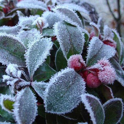 Wintergreen Creeping Gaultheria Procumbens – Hardy Groundcover Flower Seeds