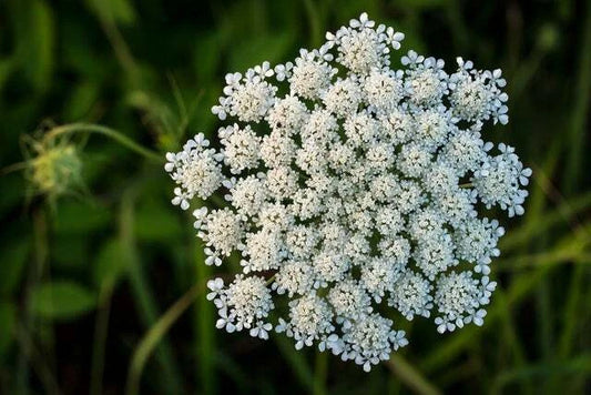Queen Anne's Lace Seeds for Planting - Seeds