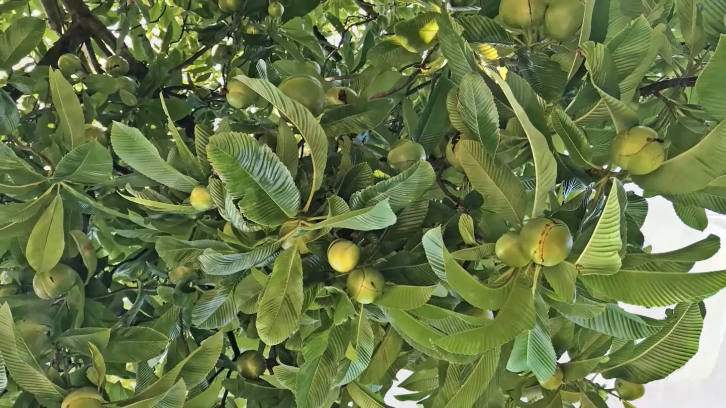 Elephant Apple Dillenia Indica – Edible Fruit Tree Seeds