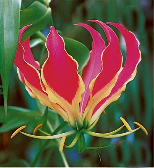 Gloriosa Rothschildiana Climbing Flame Lily Garden Flower Seeds