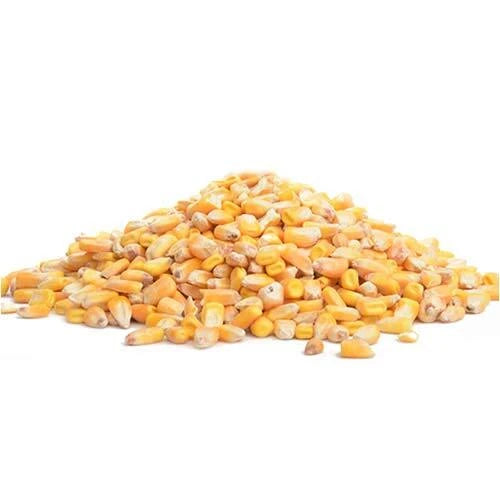 CZ Grain Pounds Deer Corn | Deer, Squirrels, Ducks Love It. Sprouts Well
