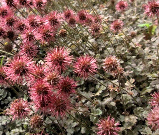 ZEALAND BURR BRONZE Acaena Microphylla Bulk Seeds Flower Seeds for your garden
