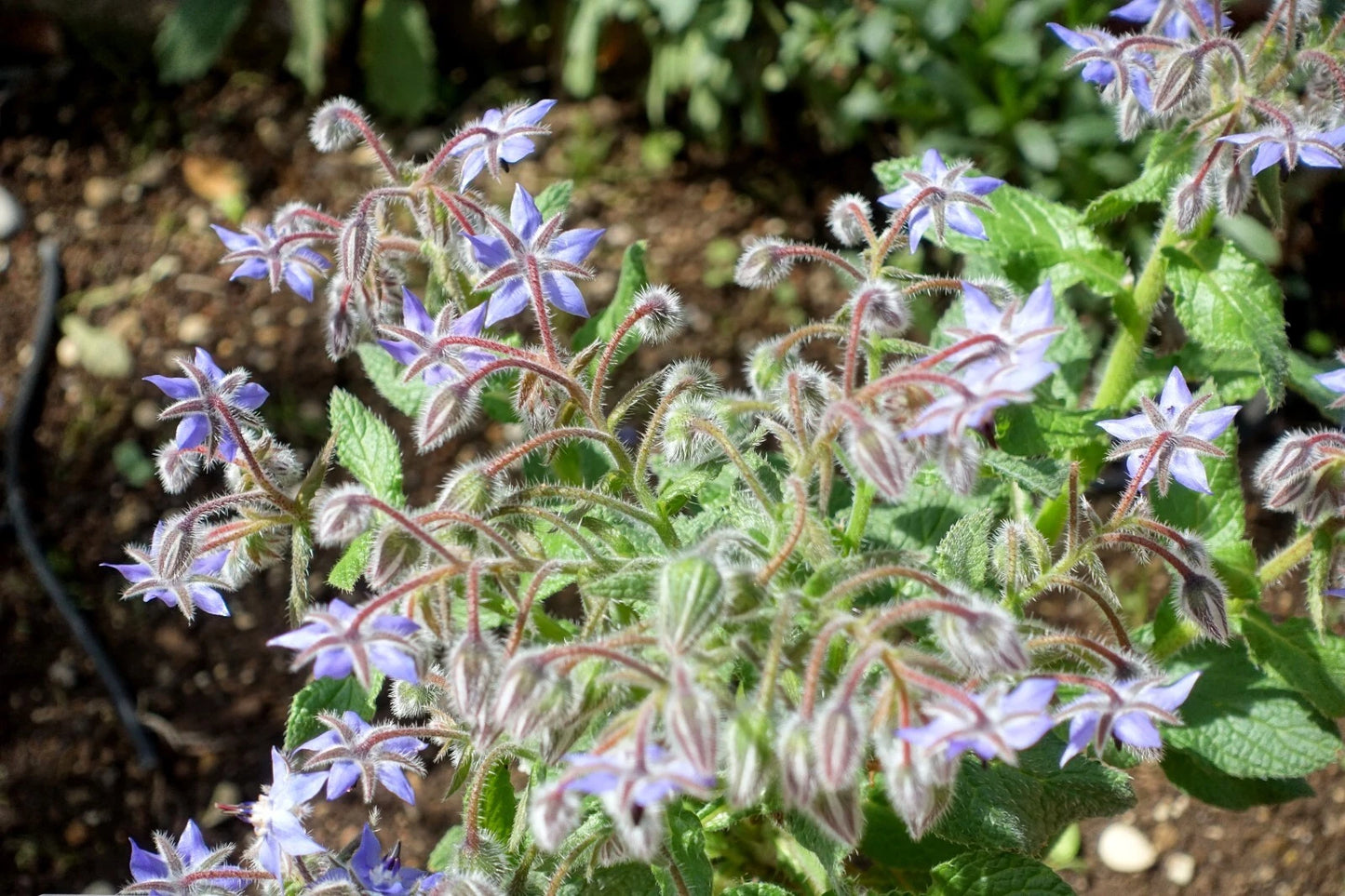Borage Borago officinalis – Edible Herb Garden Seeds