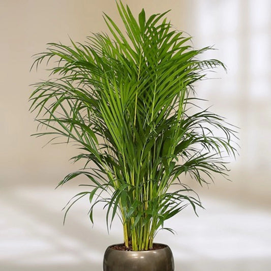 Areca Butterfly Palm Dypsis Lutescens Indoor Houseplant Seeds
