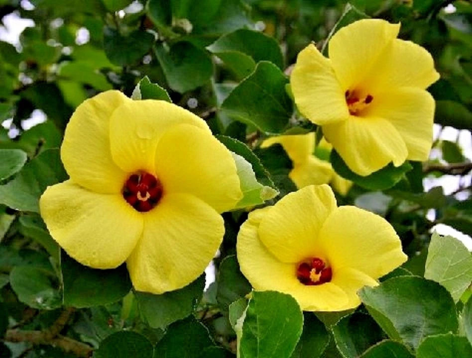 Yellow Hibiscus Talipariti Hamabo – Bright Garden Flower Seeds