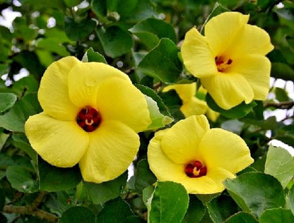 Yellow Hibiscus Talipariti Hamabo – Bright Garden Flower Seeds