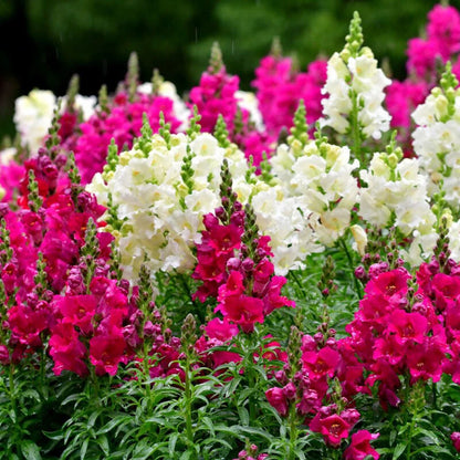 Antirrhinum Majus Maximum Mix – Perennial Snapdragon Seeds